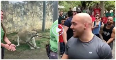 Clip: Sư tử cái đứng im khiến 3 võ sĩ lực lưỡng chịu thua