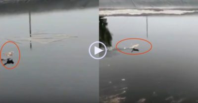 Video: Chú mèo dùng ‘khinh công’ chạy trên mặt nước