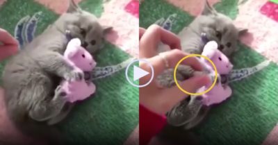 Video: Mèo nhỏ ôm khư khư chuột nhồi bông gầm gừ không cho ‘kẻ trộm’ lấy