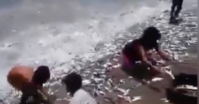 Video: Người dân đua nhau hốt cá dạt vào ‘trắng’ bờ biển