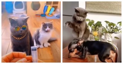 Video: Không thể nhịn cười với những biểu cảm ‘khó đỡ’ của thú cưng