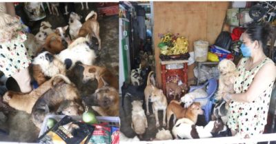 Tin tức tối 15/11: Thêm 8.616 ca Covid-19; Nuôi 70 con chó, hàng xóm chịu không thấu: Phường vận động chia bớt; Đàn bọ cạp khổng lồ tấn công, 500 người nhập viện