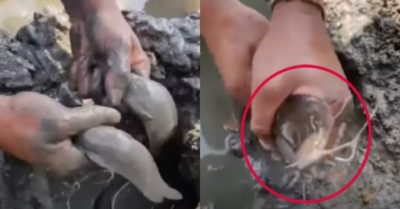 Video: Cao thủ dùng tay không hốt trọn mẻ cá trê