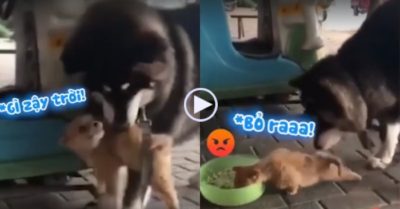 Video: Chó Husky quyết phá bữa cơm của cún con