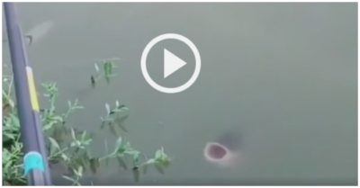 Video: Cá to bơi đến ‘trêu ngươi’ cần thủ