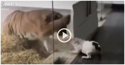 Clip: Cún con đánh nhau tới tấp với hổ