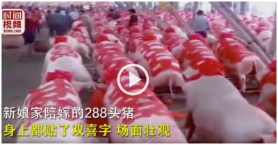 Video: Cô dâu mang theo 288 con lợn về nhà chồng