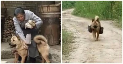 Chú chó mục đồng nổi tiếng MXH vì trưa nào cũng mang cơm ra đồng cho chủ