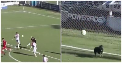 Clip: Ngỡ ngàng với pha cứu thua ngoạn mục của chú chó đen