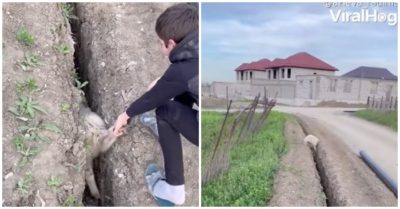 Clip: Con cừu ‘cận thị’ hai lần tự lao đầu xuống mương