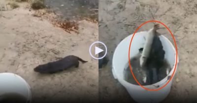 Video: Rái cá liều lĩnh cướp cá cần thủ