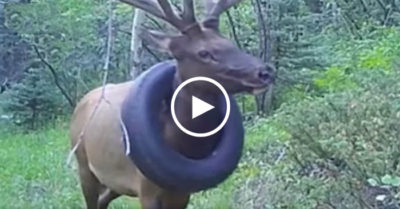 Clip: Chú nai sừng tấm bị bánh xe tròng vào cổ đi lang thang suốt 2 năm