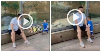 Video: Sư tử ‘đau đầu’ vì gặp cậu nhóc nói nhiều