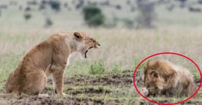 Video: Sư tử đực cúi đầu khi bị ‘vợ mắng’