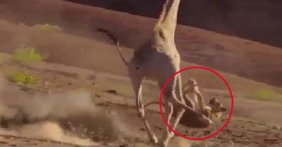 Video: Sư tử muối mặt khi bay người cắn hươu cao cổ