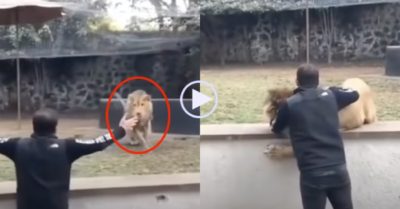 Video: Sư tử ngã dúi dụi khi gặp lại người chăm sóc mình năm xưa