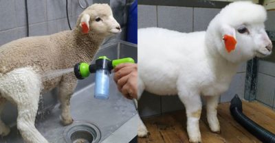 Mãn nhãn cảnh cừu ‘lột xác’ ngoạn mục sau khi tắm