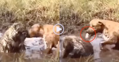 Video: Cố tình tấn công nhím trong vũng bùn, chó Pitbull nhận kết cục đau đớn