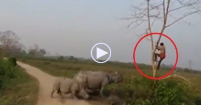 Clip: Bị tê giác đe dọa, người đàn ông sợ hãi trèo lên cây