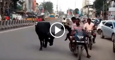 Video: Nghé con bị “bắt cóc”, trâu mẹ chạy đuổi theo cả đoạn đường dài