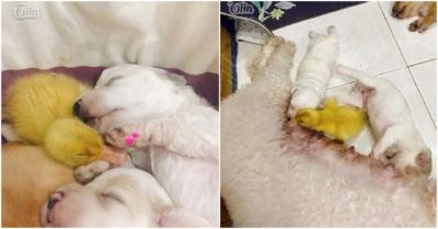 Vịt con nhận nhầm chó là mẹ