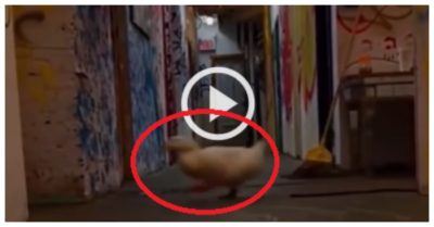 Clip: Vịt chạy thục mạng khi đèn tắt