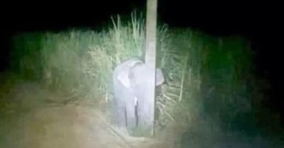 Voi con trốn sau cột điện khi bị phát hiện ăn trộm mía