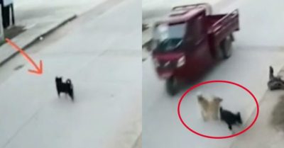 Clip: Chú chó lao mình ra cứu bạn trước đầu xe ba gác