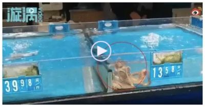 Video: Bạch tuộc giá rẻ bơi sang bể đắt tiền gấp 3 lần