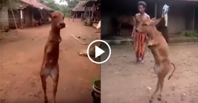 Video: Bê con cụt chân nghị lực tập đi bằng hai chân sau