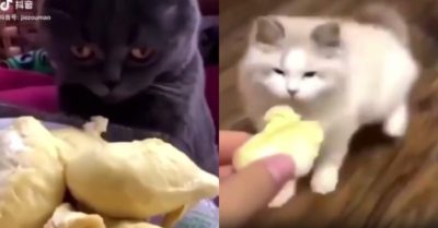 Video: Biểu cảm khó đỡ của những chú mèo khi ở gần sầu riêng