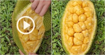 Video: Khoảnh khắc bóc mít như lột vỏ cam ‘gây bão’