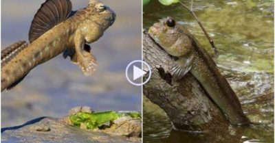 Video: Việt Nam có loài cá biết leo cây, chạy nhảy