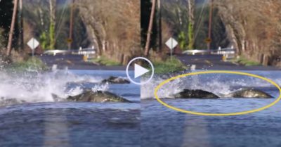 Video: Những con cá hồi ‘băng qua đường’, lội ngược dòng để đẻ trứng