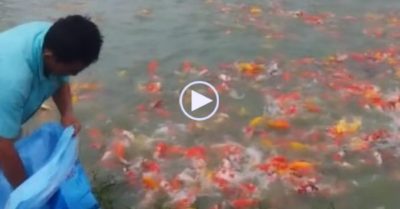 Clip: Mãn nhãn cảnh thả thức ăn xuống hồ cá Koi ‘khủng’