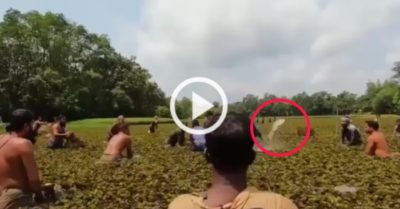 Video: Dân làng thích thú khi bắt được những con cá to giữa đầm