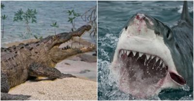 Mua cá sấu về để “bảo kê” người dân khỏi bị cá mập tấn công