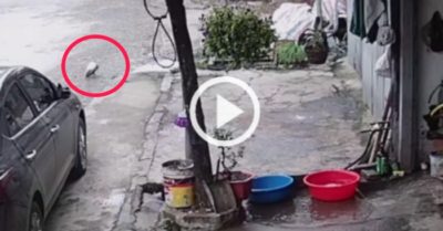 Video: Camera ghi lại màn tẩu thoát ngoạn mục của chú cá
