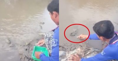 Video: Đàn cá thòi lòi tung tăng lên bờ xin thức ăn và chơi với ngư dân