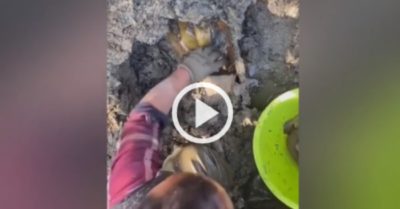 Video: Người đàn ông bắt gọn ổ cá trê vàng khi đào đất