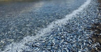 Hàng triệu con cá trích dạt vào mắc cạn trên bãi biển