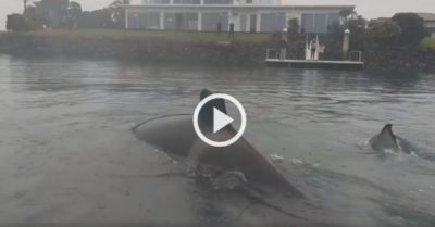 Video: Gay cấn cuộc truy bắt cá đuối ó của đàn cá voi sát thủ