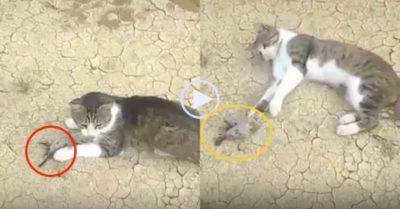 Clip: Chim sẻ giả chết lừa mèo một cú đau
