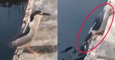 Video: Chú chim thông minh dùng bánh mì làm mồi bắt cá