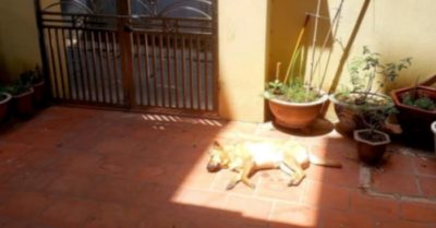 Chú chó chọn nằm phơi nắng giữa sân nhà