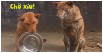 Video: Chú chó cầm bát vào nhà xin cơm cho bạn bị xích