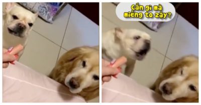 Video: Chó nổi quạu vì bạn cắn miếng xúc xích to hơn