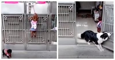 Video: Cún con leo cửa mở chốt cổng vào nhà