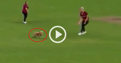 Video: Chó cưng bất ngờ xuất hiện trong sân giành bóng mang về cho cô chủ