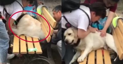 Clip: Giải cứu chú chó mắc kẹt vào khe ghế vì béo